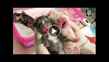 Cutest baby newborn puppies howling loudly asking for mom Cutest baby newborn puppies howling loudly asking for mom