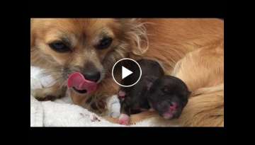Chihuahua puppy 1 day old Chihuahua puppy 1 day old