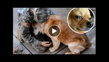 Dogs Crying When He Meets Owner After 2 year, 5 year,10 year separation