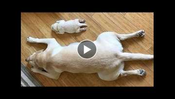 Funniest Dog Video 2021 - Don't try to hold back Laughter