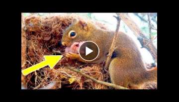 A squirrel begged a man to help her baby, who was in trouble A squirrel begged a man to help her baby, who was in trouble