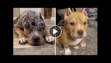 Pitbulls Being Wholesome EP.99 | Funny and Cute Pitbull Compilation