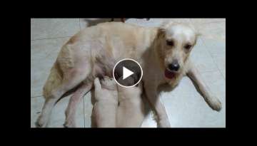 Baby Puppies To Mother: Why Are You So Angry, Why Are You Barking? Baby Puppies To Mother: Why Are You So Angry, Why Are You Barking?