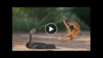 Unbelievable! Snake Python King Cobra Fights Mongoose In The Desert!