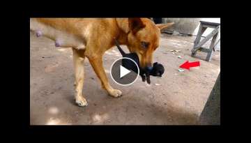 Mother dog tries to help rescuers her Newborn puppies Mother dog tries to help rescuers her Newborn puppies