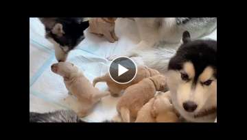 Pack Of Huskies Meets Newborn Golden Puppies