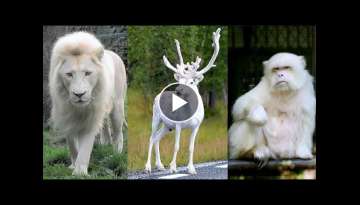 10 Most Beautiful White Animals in the World
