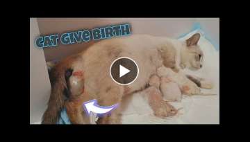 Cat Giving Birth to 5 Kittens | Siamese Lynx Point Kittens Cat Giving Birth to 5 Kittens | Siamese Lynx Point Kittens