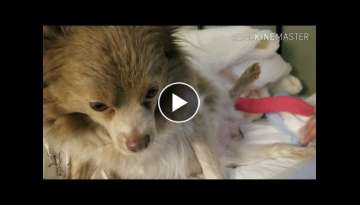Rocki Gives Birth on my BED! Pomeranian Labor Delivery Newborn Puppies puppies