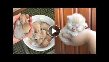 Cutest baby animals Videos Compilation Cute moment of the Animals Cutest baby animals Videos Compilation Cute moment of the Animals