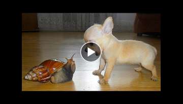 The funniest animals / Fun with cats and dogs