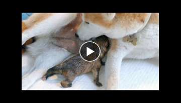 Suki Gives Birth to Twin Boys Suki Gives Birth to Twin Boys